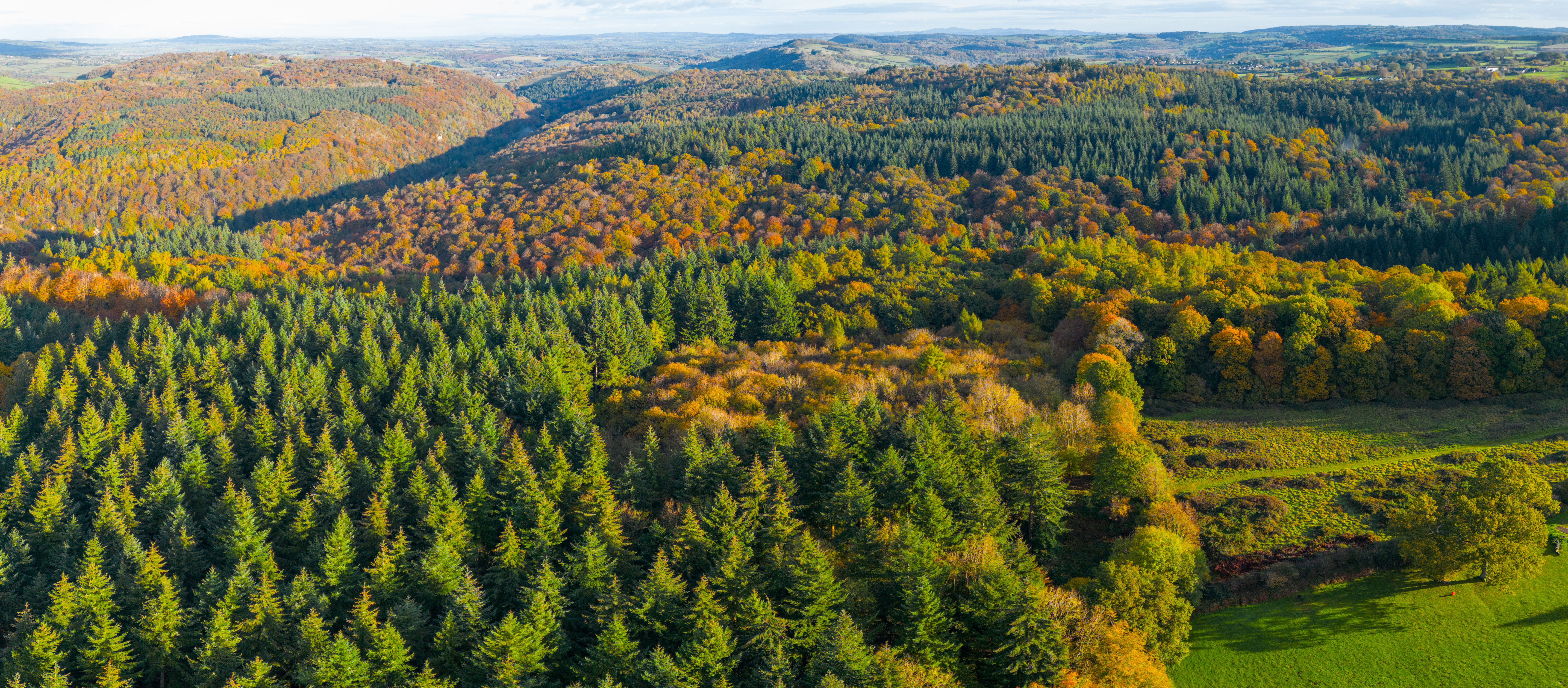 Autumnal colours in the Forest of Dean